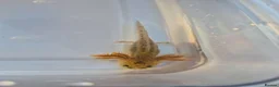 Axolotl reptiles for sale: 7 baby axolotls in Sunderland - Advert 2