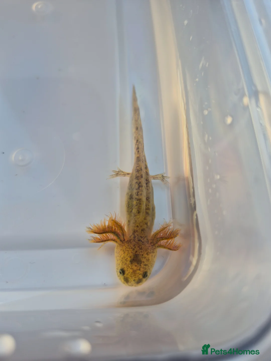 Axolotl reptiles for sale: 7 baby axolotls in Sunderland - Advert 2