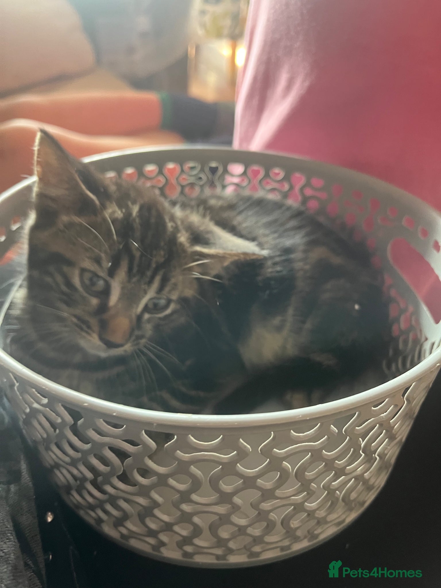 Mixed Breed cats Teddy male kitten ready to go now  - Advert 7