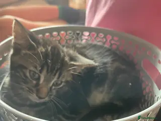 Mixed Breed cats Teddy male kitten ready to go now - Advert 4