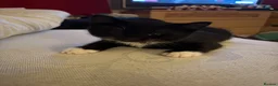 Mixed Breed cats for sale: 😽 2 gorgeous kittens for sale 😽 - Advert 4