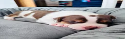 Staffordshire Bull Terrier dogs for sale: Staffordshire bull terrier puppies in Worksop - Advert 6