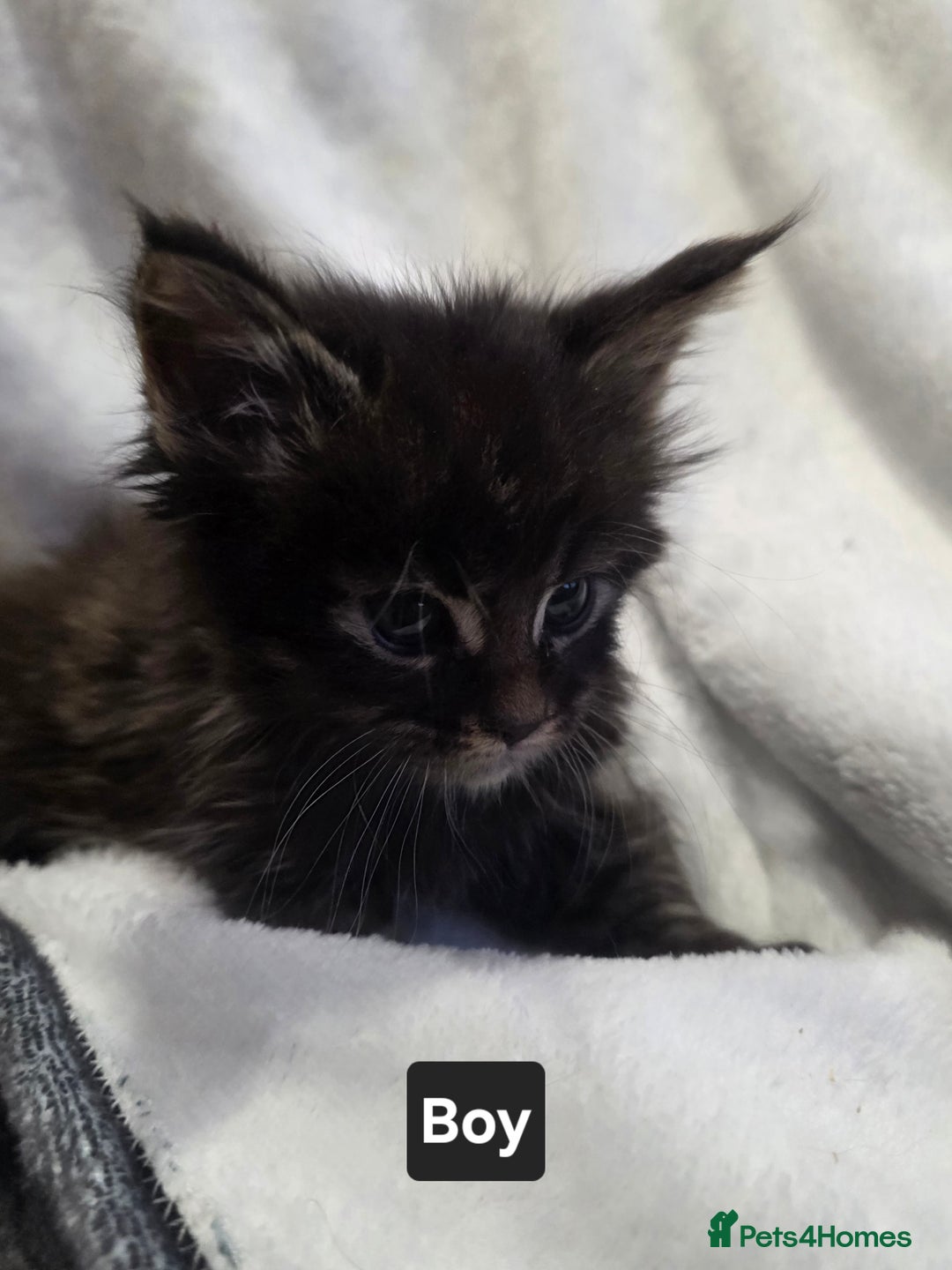 Maine Coon cats for sale: Beautiful Maine Coon kittens  - Advert 21