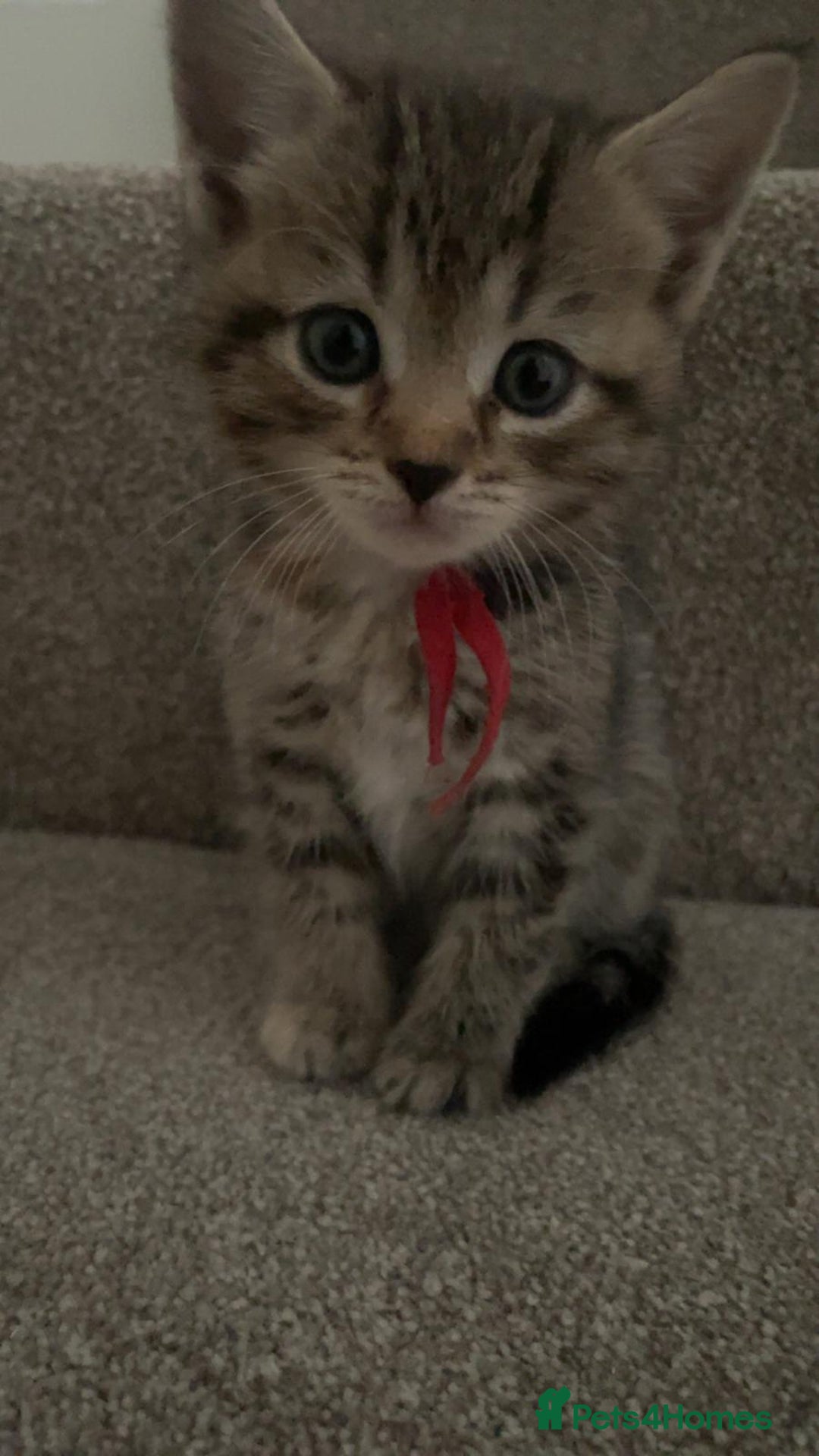Mixed Breed cats for sale: Himalayan mixed - Image 14