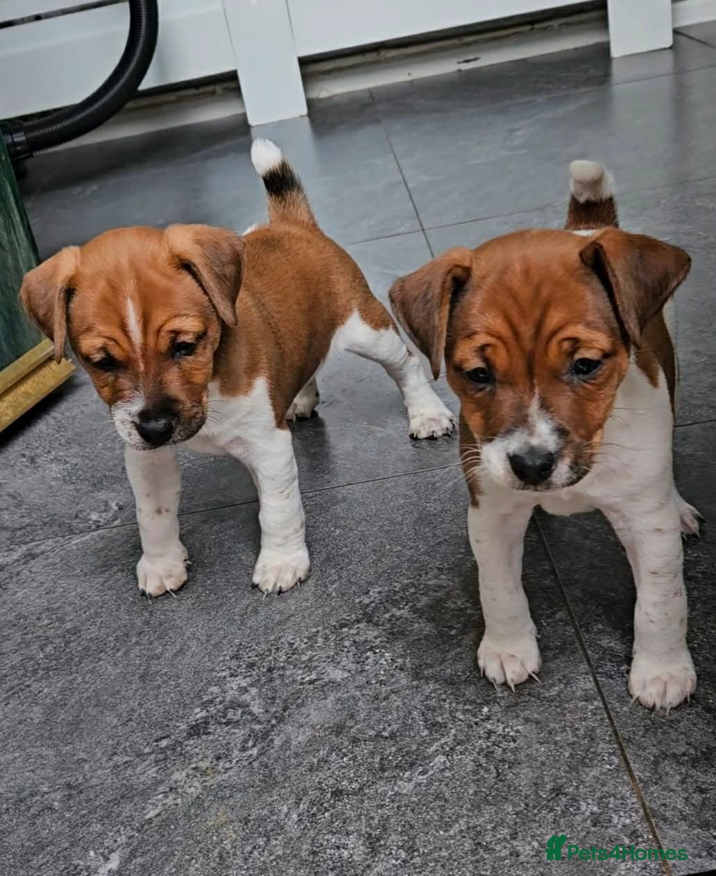 Plummer Terrier dogs for sale: 🩷2 Beautiful Puppies💙 - Advert 1