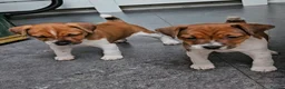 Plummer Terrier dogs for sale: 🩷2 Beautiful Puppies💙 - Advert 1