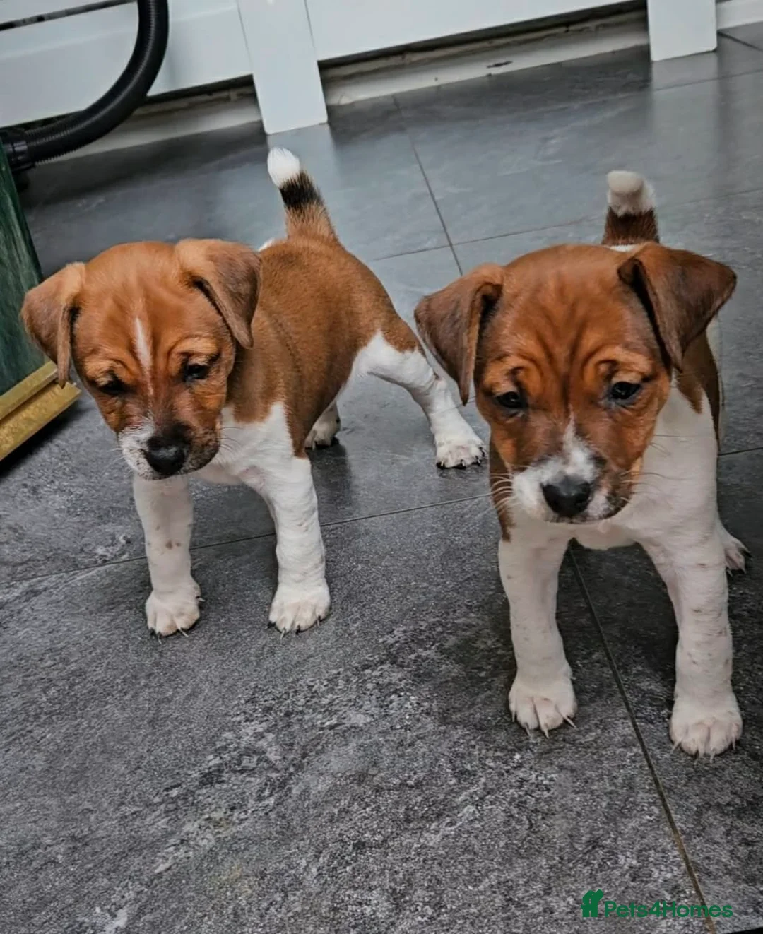 Plummer Terrier dogs for sale: 🩷2 Beautiful Puppies💙 - Advert 1