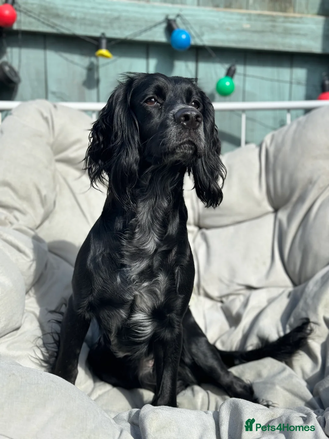 Mixed Breed dogs for sale: Stunning Docker puppies - Advert 21