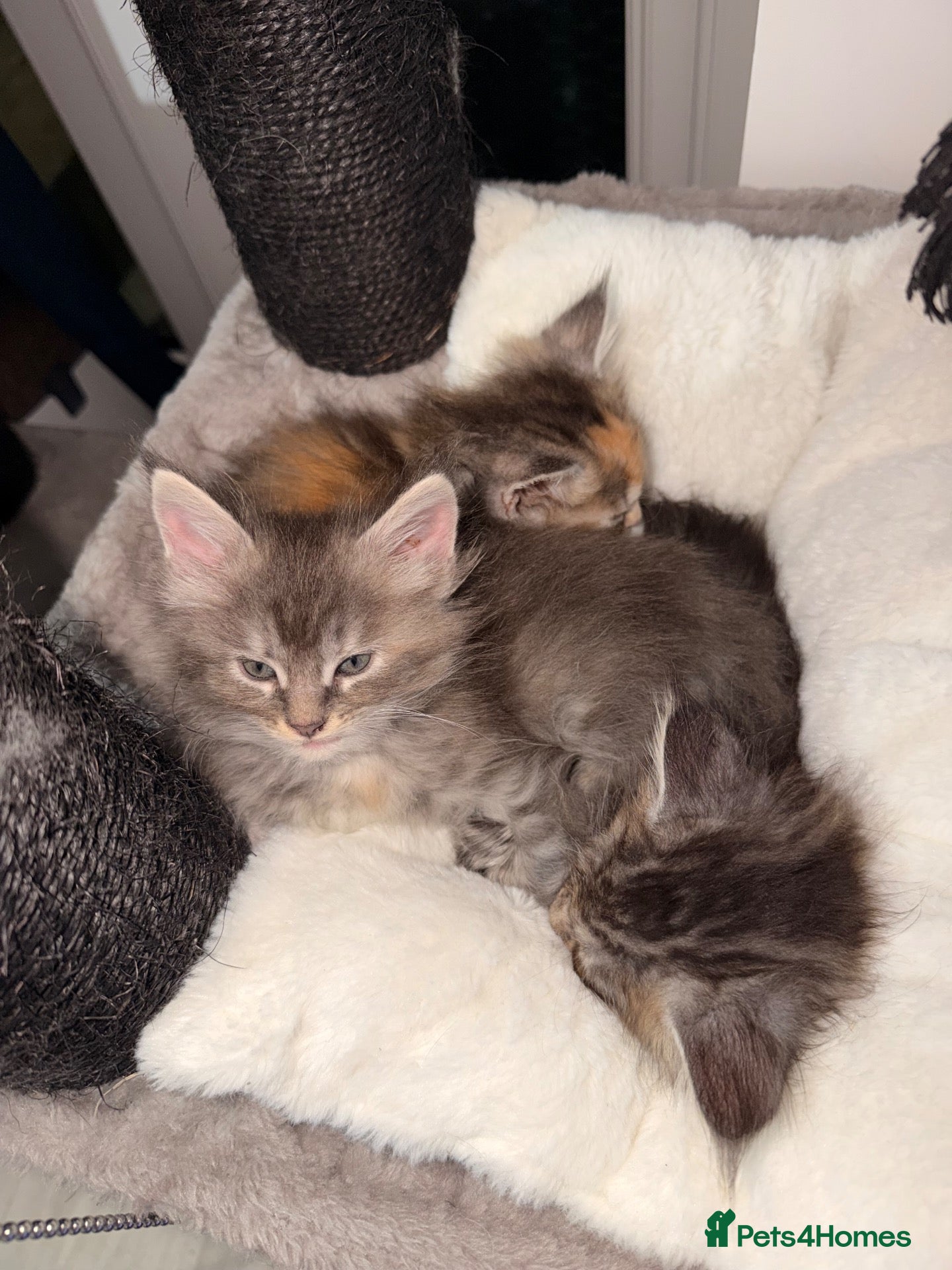 Maine Coon cats Maine coons kittens  - Advert 2