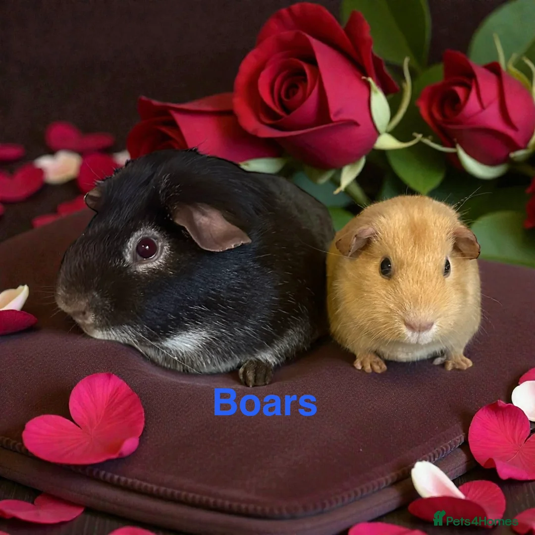 Guinea Pig rodents for sale: Guinea Pigs Boars Sows Lots Available  - Advert 3
