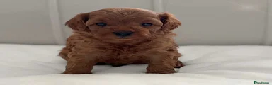 Cavapoo 5