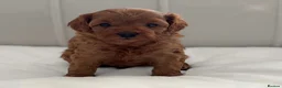 Cavapoo dogs for sale: Beautiful Cavapoo Puppies Looking for Forever Home - Advert 5
