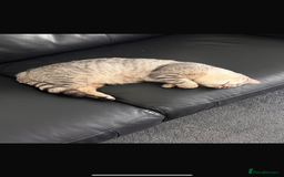 British Shorthair cats for sale: ✨✨Gorgeous british Shorthair for sale!!!! ✨⭐️ - Image 2