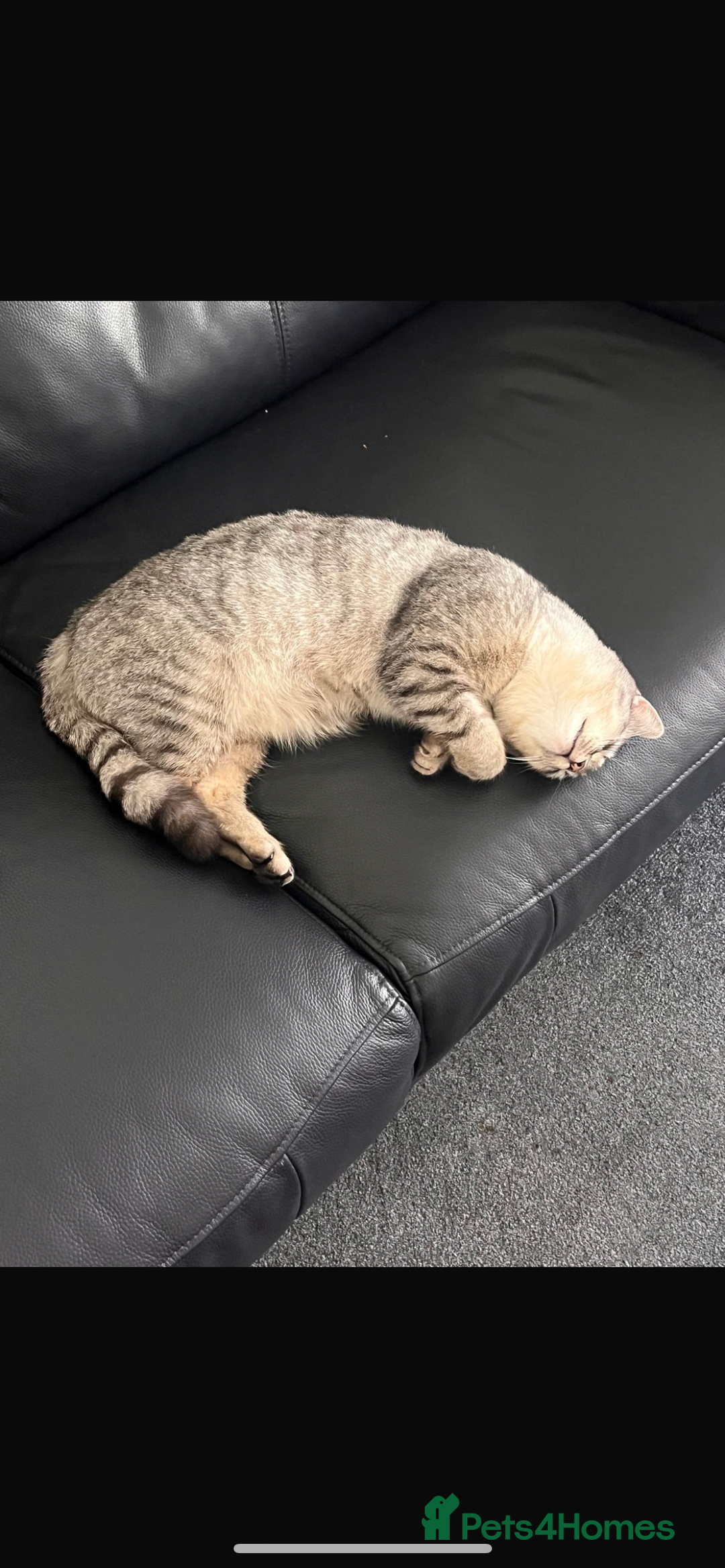 British Shorthair cats for sale: ✨✨Gorgeous british Shorthair for sale!!!! ✨⭐️ - Image 2