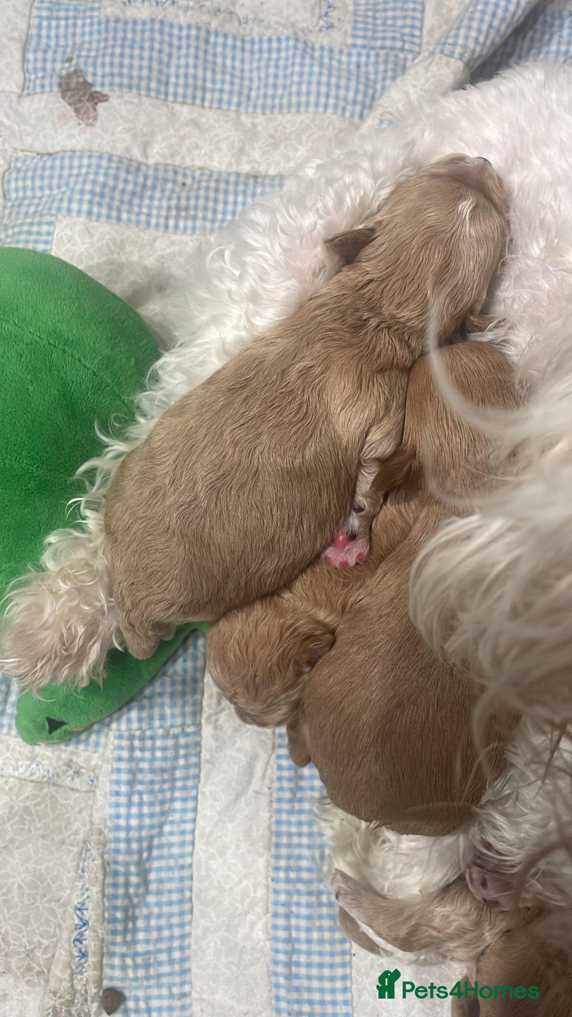 Maltipoo dogs 🧸5 stunning small teddy bears 🧸  - Advert 4