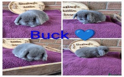 Mini Lop rabbits for sale: Gorgeous pure breed mini lops  - Image 4