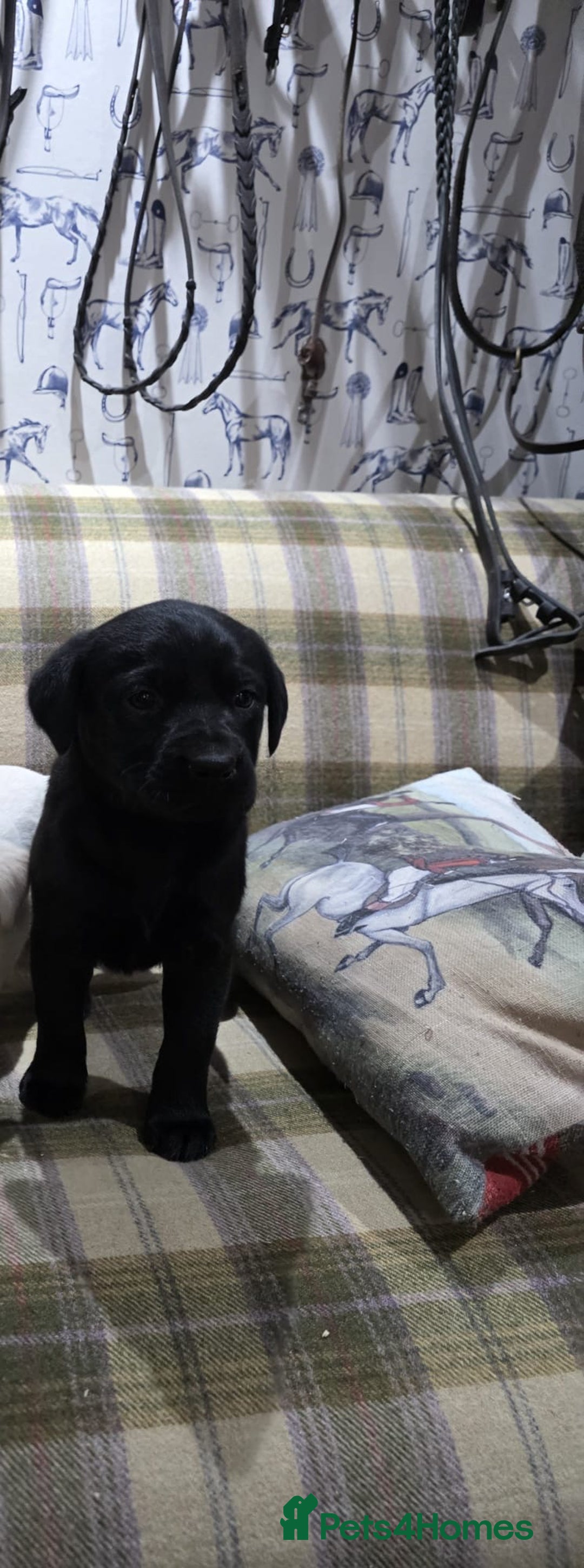Labrador Retriever dogs for sale: Labrador puppies gold and black boys and girls  - Advert 10