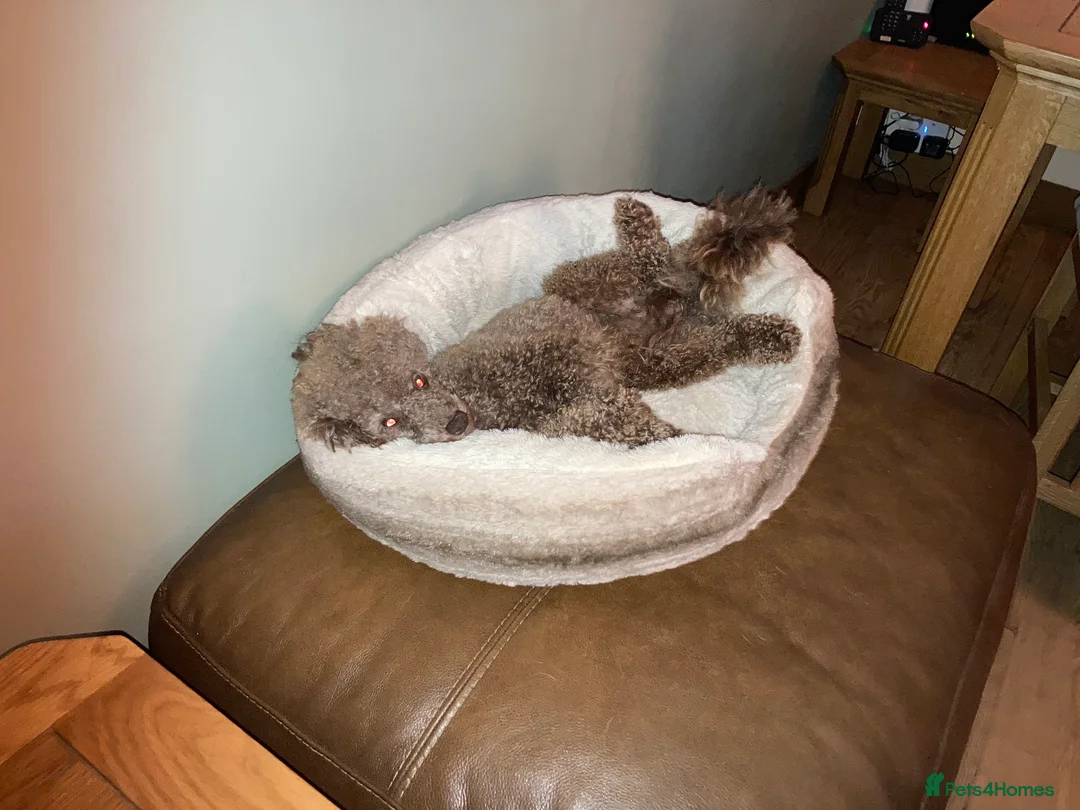 Poodle dogs for stud: Health tested KC chocolate Toy poodle stud  in Stevenage - Advert 18