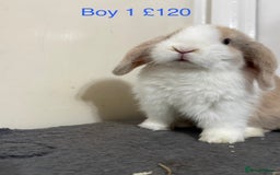 Mini Lop rabbits for sale: Beautiful Mini Lops - Advert 1