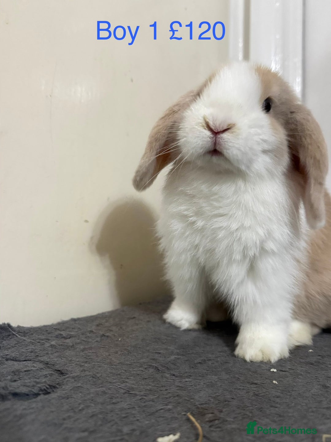 Mini Lop rabbits for sale: Beautiful Mini Lops - Advert 1