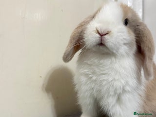 Mini Lop rabbits Beautiful Mini Lops - Advert 1
