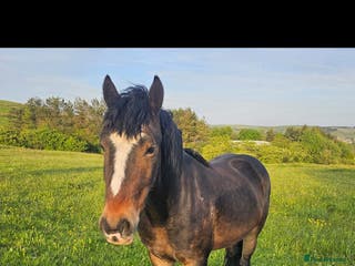 Welsh Section D horses Apollo, 3 year old gelding - Advert 1