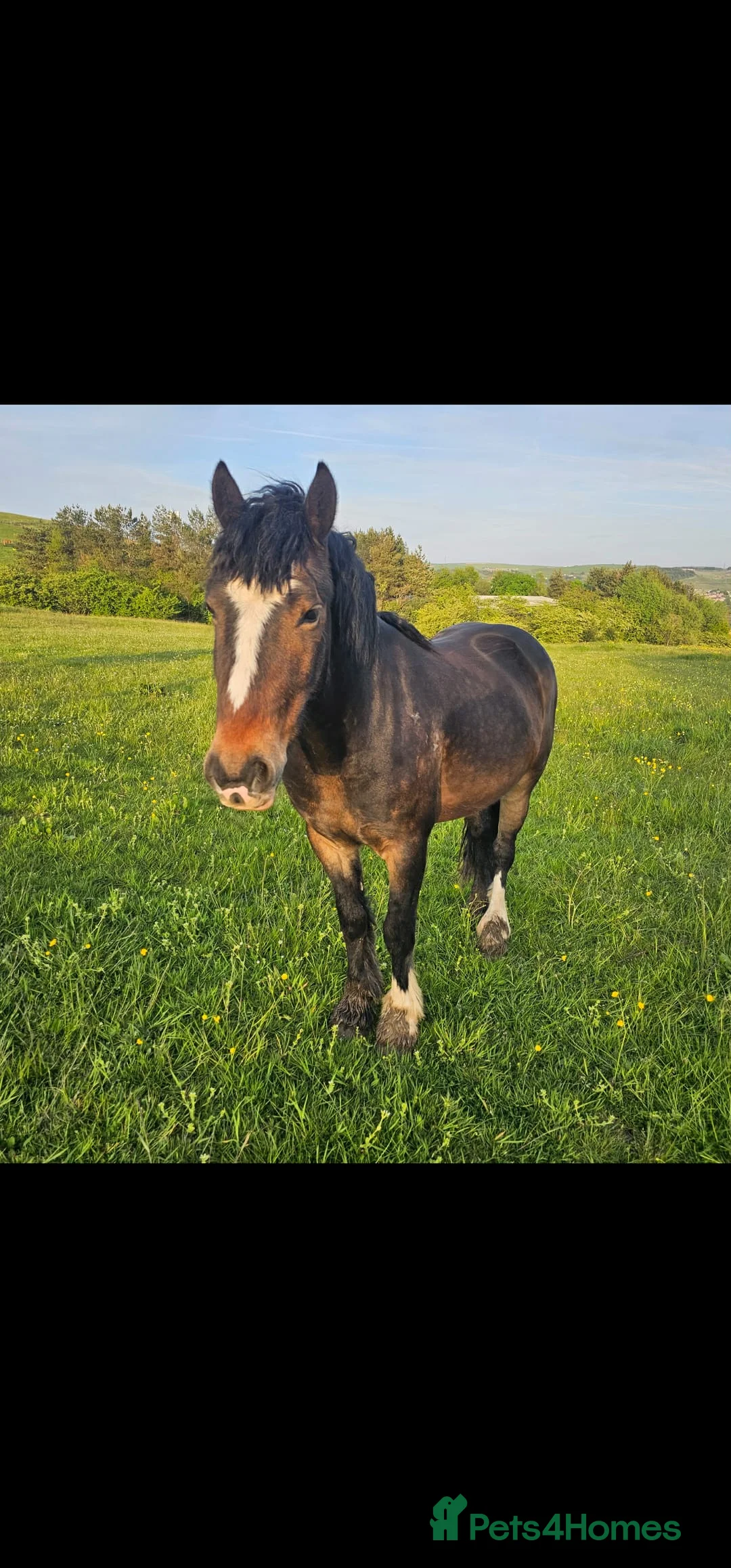 Welsh Section D horses for sale: Apollo, 3 year old gelding - Advert 1