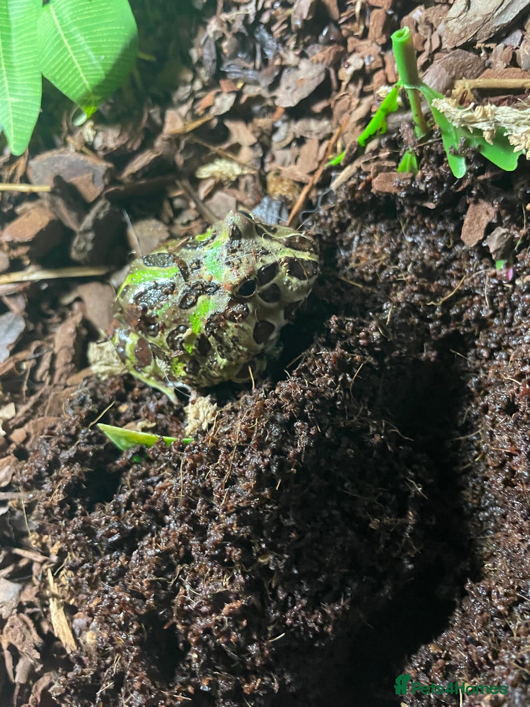Frog reptiles for sale: Pac-Man frog with enclosure - Image 4
