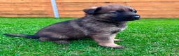 German Shepherd dogs for sale: KC Registered German Shepard Puppies 🐾🐾🐾 - Advert 9