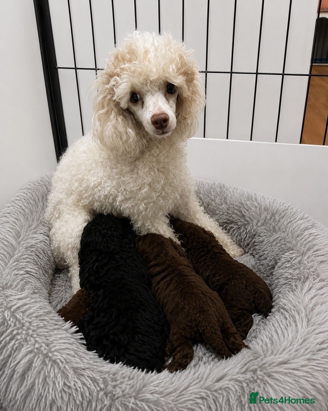 Toy Poodle dogs Adorable Kennel Club Reg toy poodle girl puppies - Advert 2