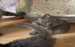 Maine Coon cats for sale: Gccf reg Maine coon kittens - Image 7