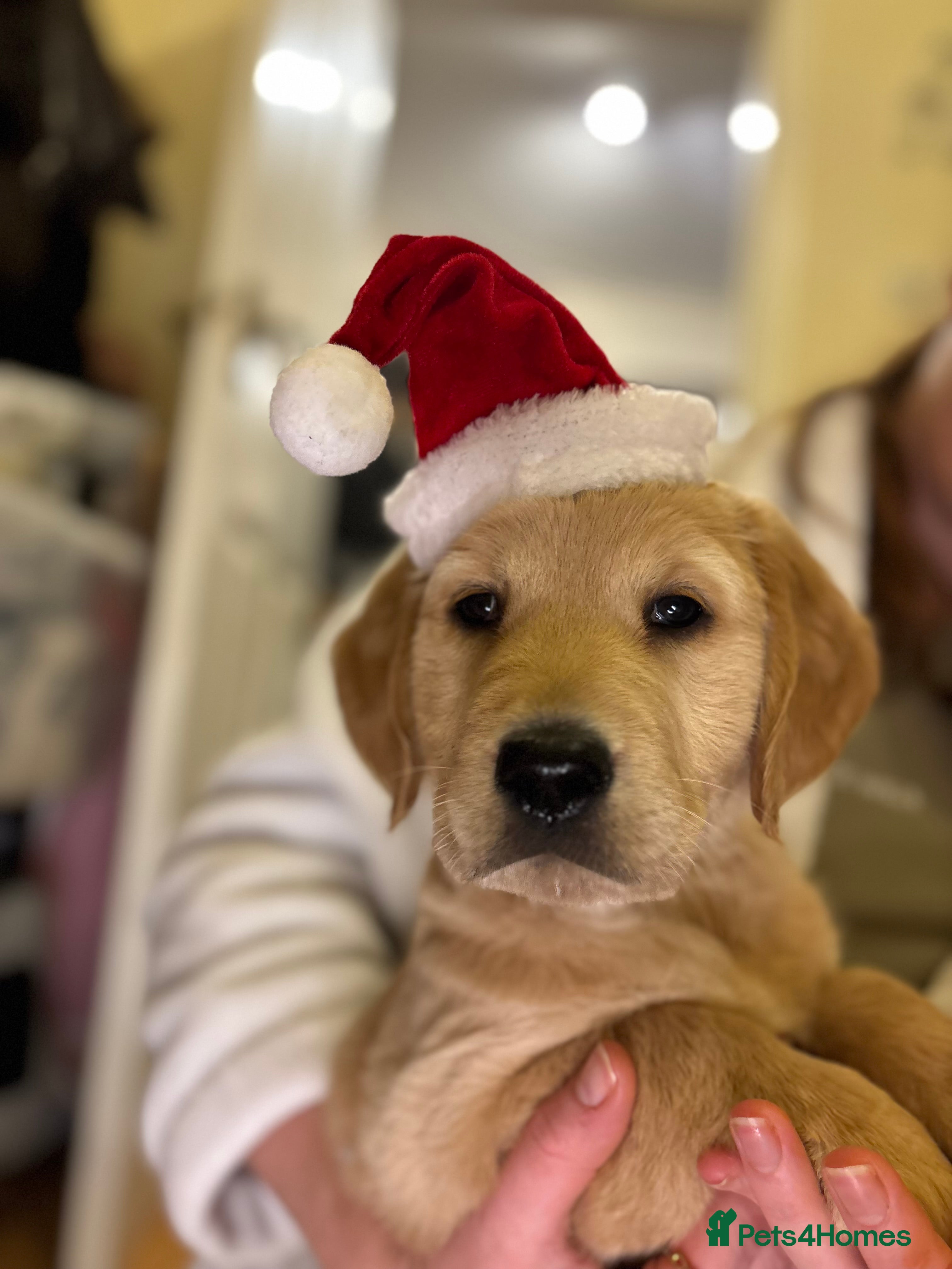 Golden Retriever dogs KC Registered Golden Retriever Puppies FOR SALE 🐾 - Advert 5