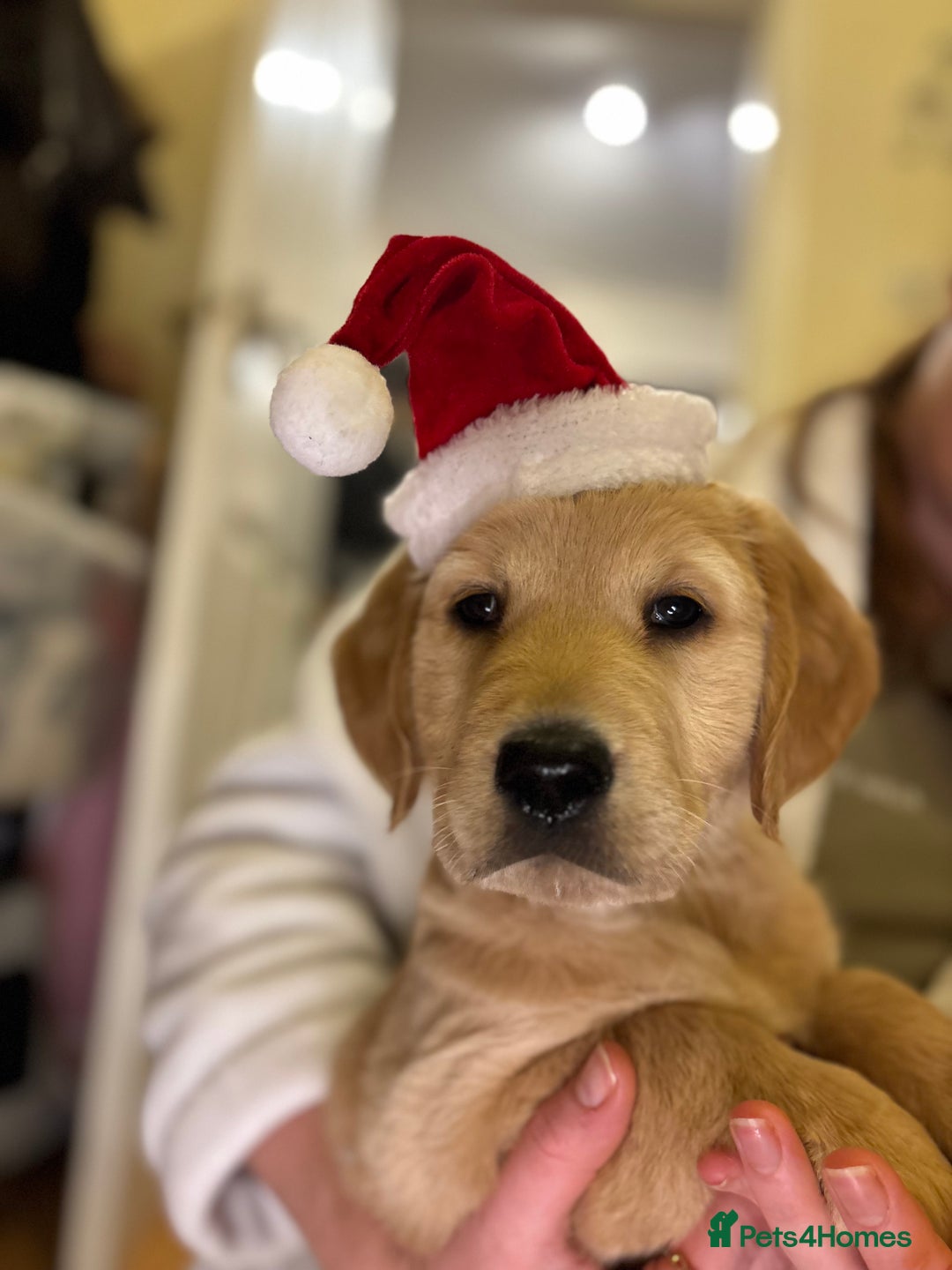 Golden Retriever dogs for sale: KC Registered Golden Retriever Puppies FOR SALE 🐾 - Advert 1