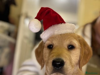 Golden Retriever dogs KC Registered Golden Retriever Puppies FOR SALE 🐾 - Advert 8