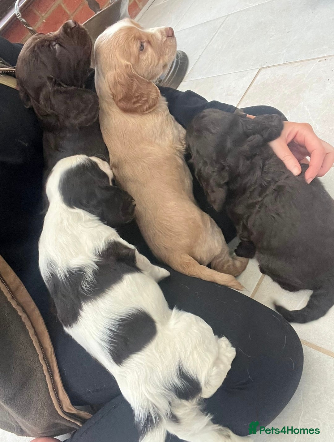 Cocker Spaniel dogs for sale: 2 cocker spaniel bitches - Advert 4