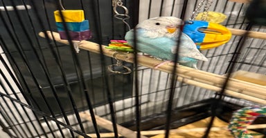 Budgerigars birds Budgies for sale male and female  - Advert 7