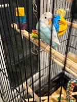 Budgerigars birds Budgies for sale male and female - Advert 7