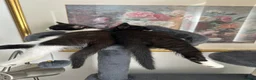 Mixed Breed cats for sale: Lovely fluffy Kittens Ready for New Homes - Advert 10