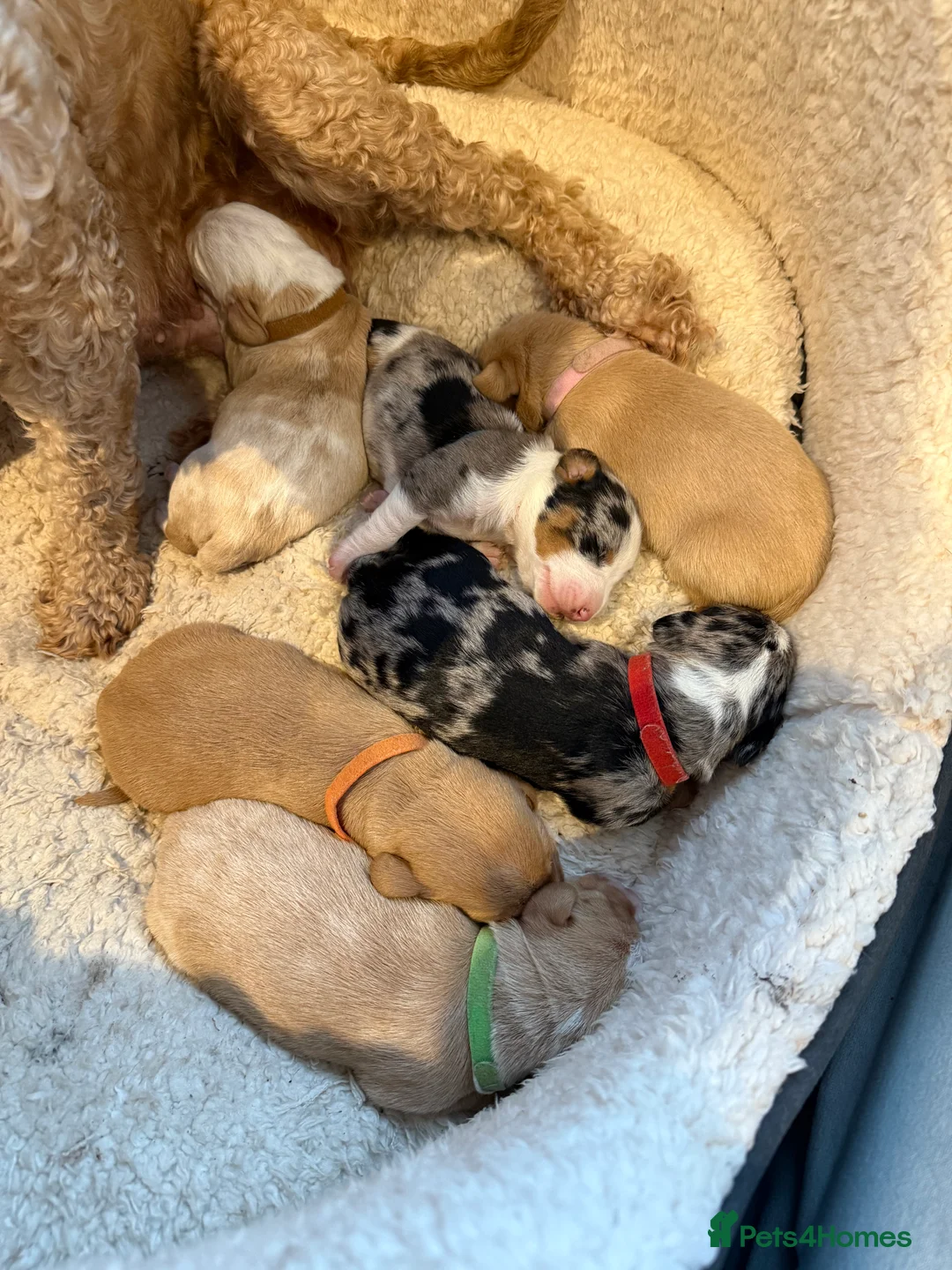 Mixed Breed dogs for sale: Doxiepoo puppies  - Advert 2