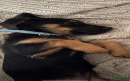 Mixed Breed dogs for sale: German shepherd dachshund cross - Image 2