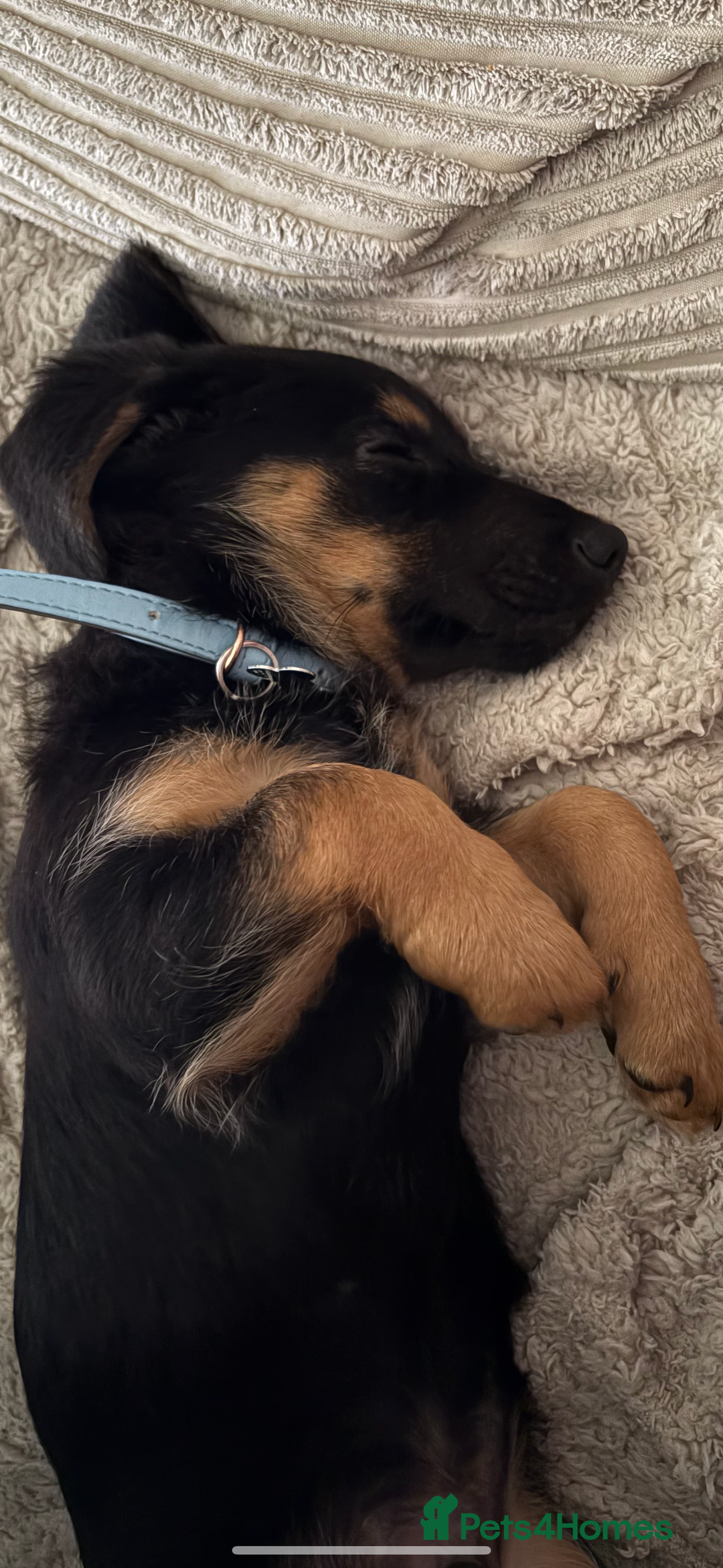 Mixed Breed dogs for sale: German shepherd dachshund cross - Image 2