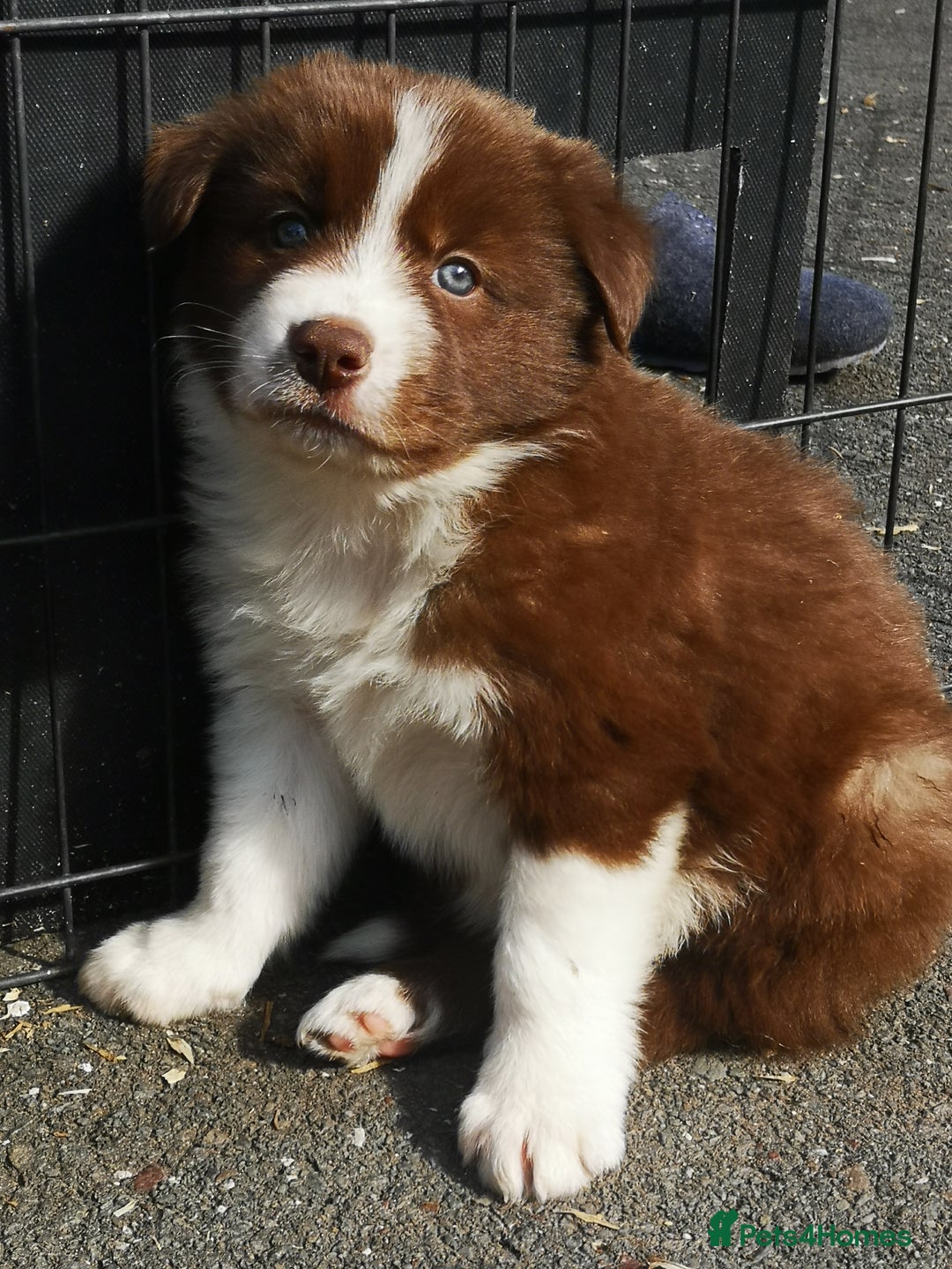 Border Collie dogs for sale: Stunning Fluffy Border Collies Puppies for Sale - Image 19