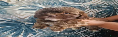 Shihpoo 1