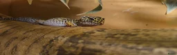 Gecko reptiles for sale: 3 x gecko and set up - Advert 5
