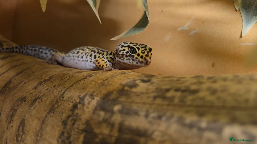 Gecko reptiles for sale: 3 x gecko and set up - Advert 5