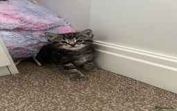 Mixed Breed cats for sale: Adorable Kittens Looking for Their Forever Homes - Advert 8