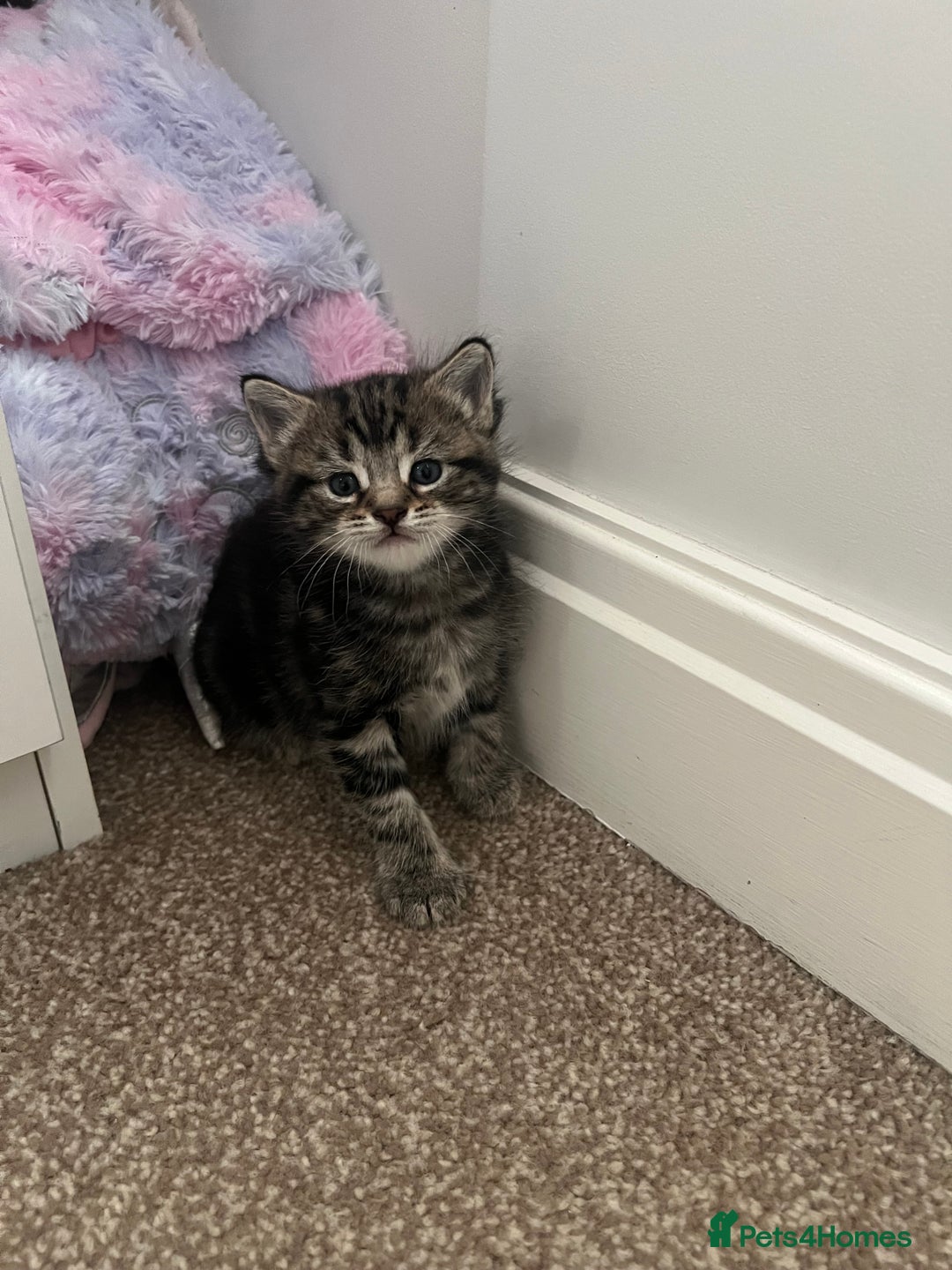 Mixed Breed cats for sale: Adorable Kittens Looking for Their Forever Homes - Advert 8