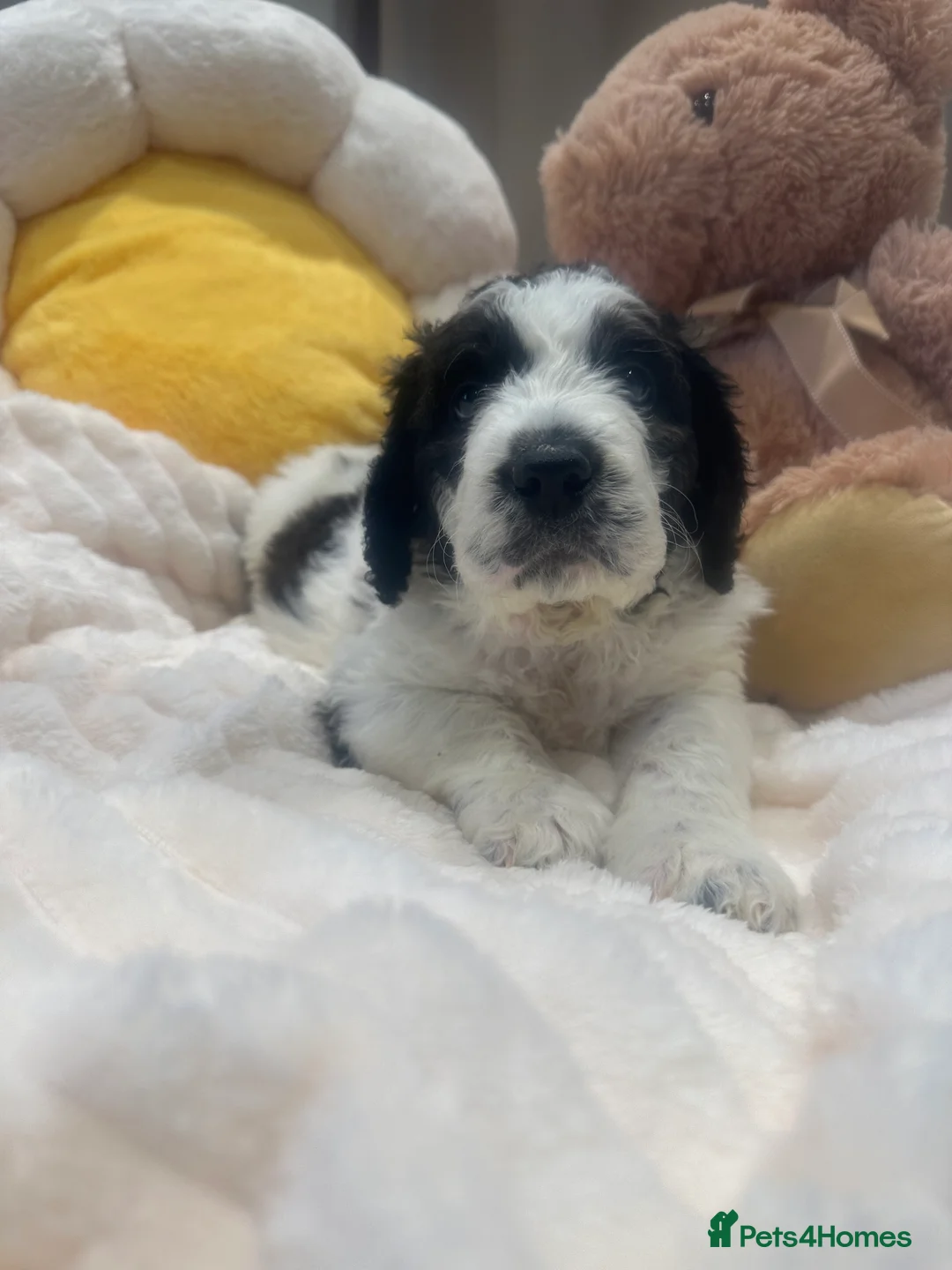 Mixed Breed dogs for sale: Stunning St Berdoodle Puppies 🐾 - Advert 1