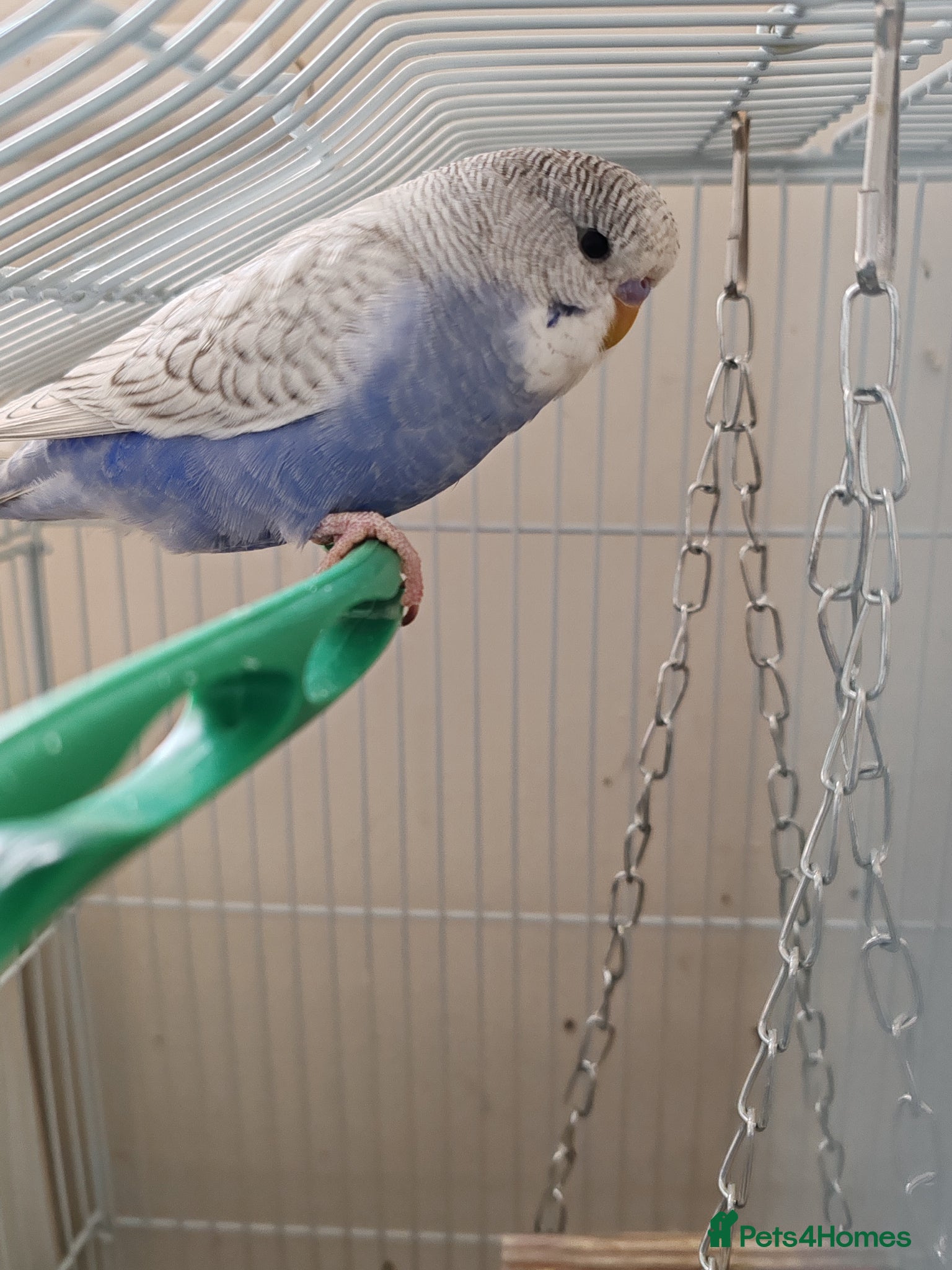 Parrots birds for sale: budgies 2 months and 3 months 1 week  - Advert 6