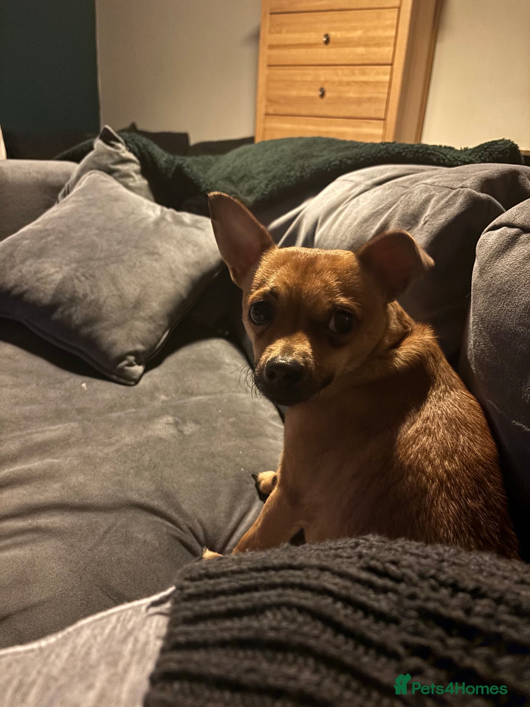 Mixed Breed dogs for sale: Chihuahua cross - Advert 5